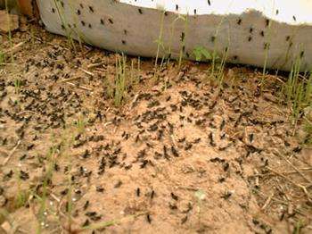 养殖蝗虫的基本知识,蝗虫养殖新技术全过程