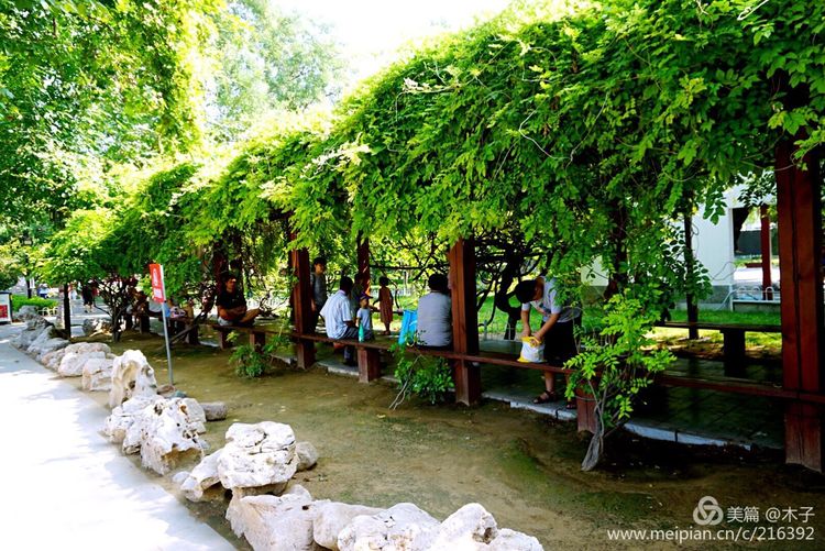 一花一叶总关情，一辆单车游古城，美哉正定！