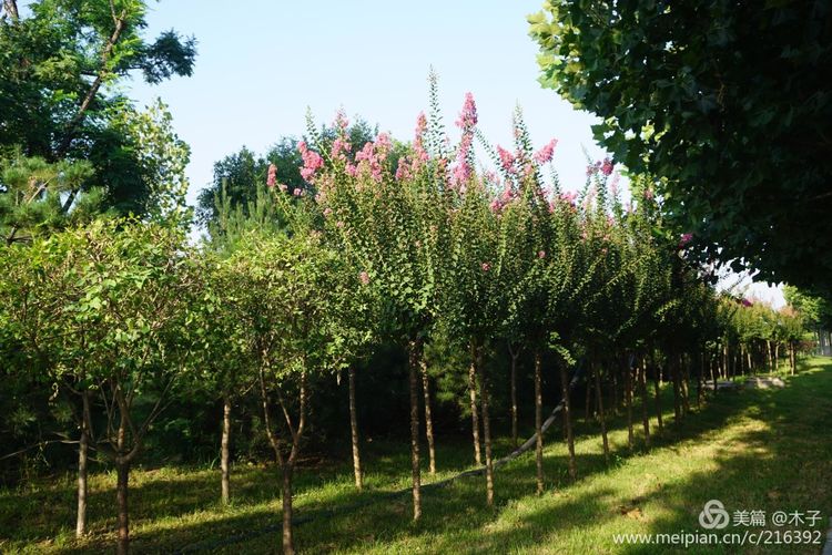 一花一叶总关情，一辆单车游古城，美哉正定！
