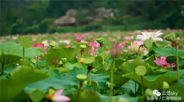 池上秋又来，荷花半成子，仁寿最美秋日荷塘