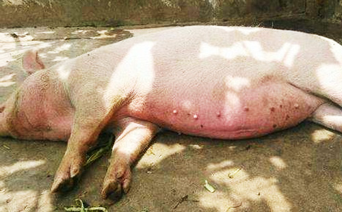 治猪病小妙招大全,巧用水治疗猪病