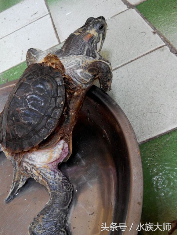 学会这四招没有养不好的牛,学会这四点让你少花冤枉钱