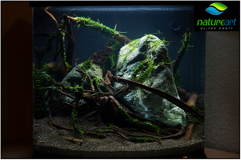 ada水草1.5米缸造景教程,oliverknott是什么