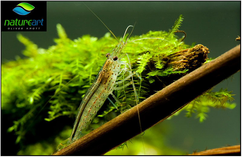 ada水草1.5米缸造景教程,oliverknott是什么