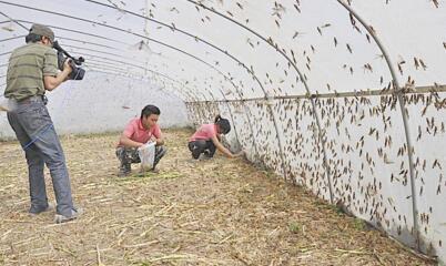 养殖蝗虫的基本知识,蝗虫养殖新技术全过程