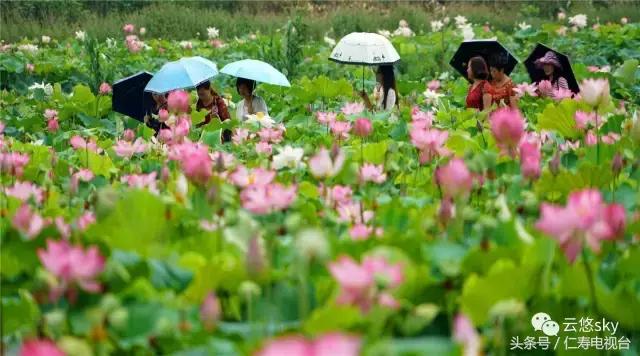 池上秋又来，荷花半成子，仁寿最美秋日荷塘