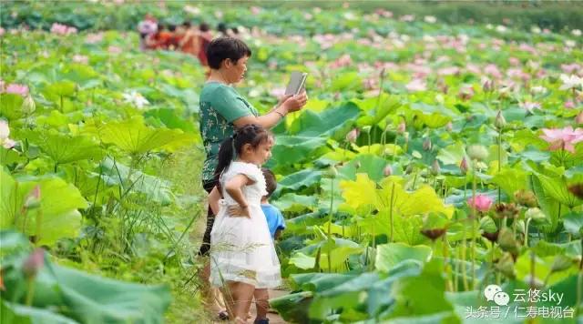 池上秋又来，荷花半成子，仁寿最美秋日荷塘