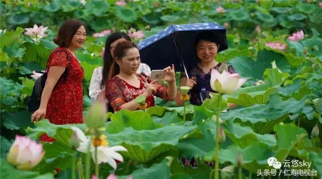 池上秋又来，荷花半成子，仁寿最美秋日荷塘