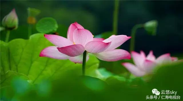 池上秋又来，荷花半成子，仁寿最美秋日荷塘