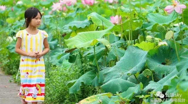 池上秋又来，荷花半成子，仁寿最美秋日荷塘