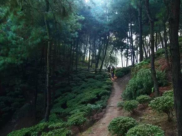 南岸区适合游玩的乡村,南岸乡村旅游