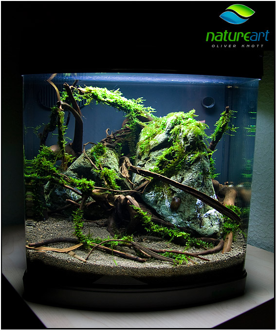 ada水草1.5米缸造景教程,oliverknott是什么