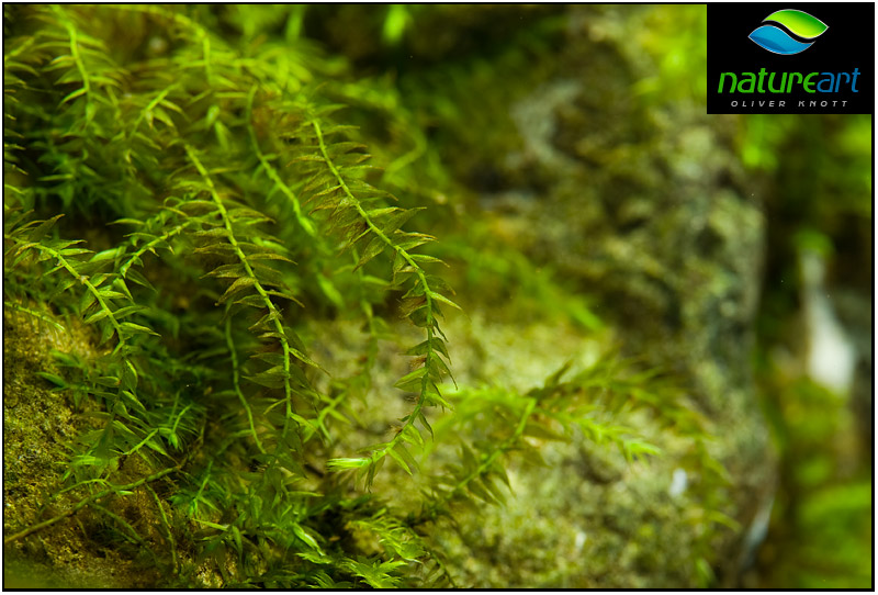 ada水草1.5米缸造景教程,oliverknott是什么