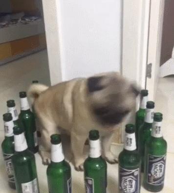 狗狗被啤酒瓶围住，开始犯傻了，真是懵了！