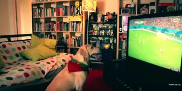 手舞足蹈萌力十足，土耳其宠物狗看球赛的夸张表现让人忍俊不禁