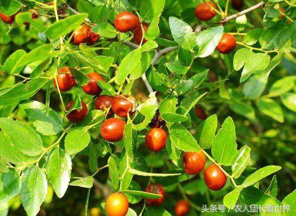 第三代水果与二代区别,第三代水果