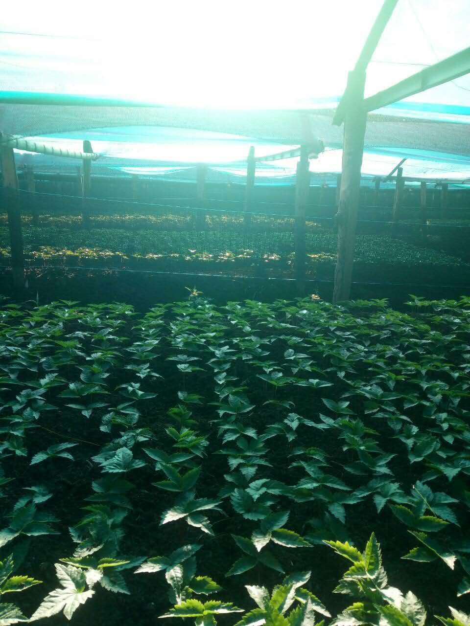 万良人最新行情,万良人