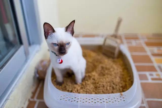 早早出家门踩到猫屎是什么前兆,在家踩到猫屎是好兆头么