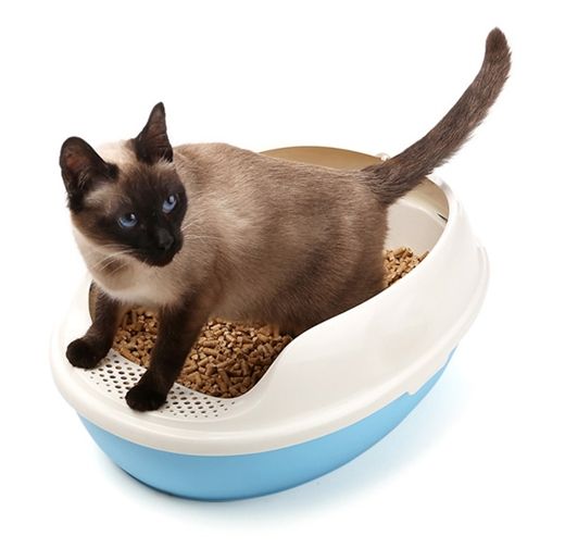 早早出家门踩到猫屎是什么前兆,在家踩到猫屎是好兆头么