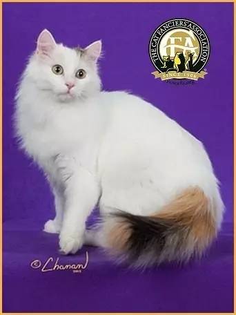 土耳其梵猫图片大全,土耳其梵猫蓝眼睛