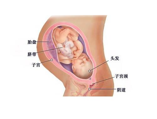图解：孕三十一周至四十周，孕妈妈准备等待‘天使宝宝’的到来