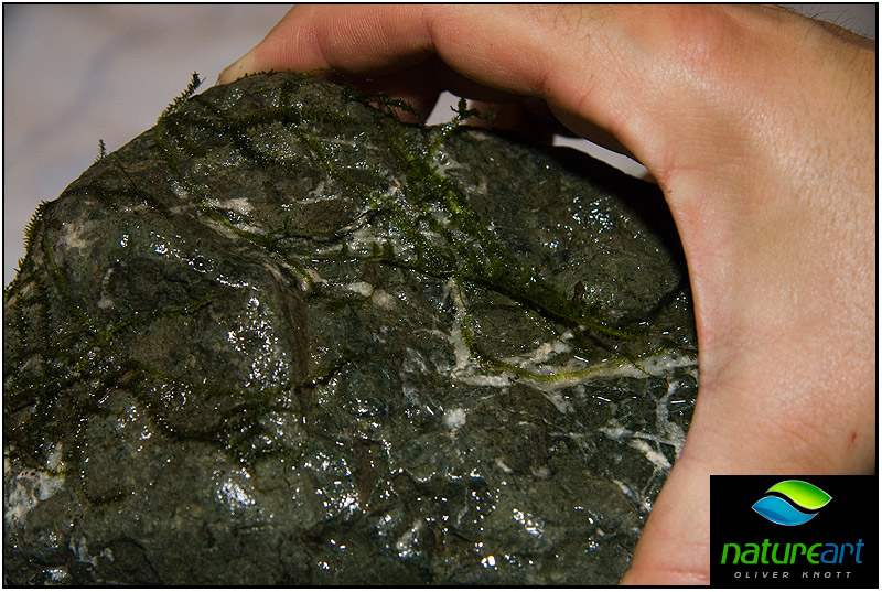 ada水草1.5米缸造景教程,oliverknott是什么