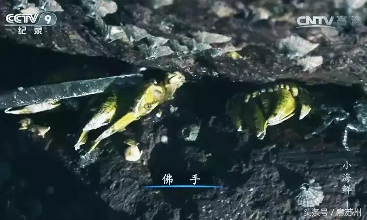 舌尖上的中国之麻辣小海鲜,舌尖上的中国小海鲜