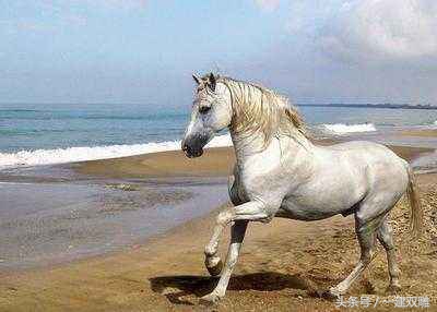 项目部和监理谁比较牛逼,工地上的项目经理和监理谁更大