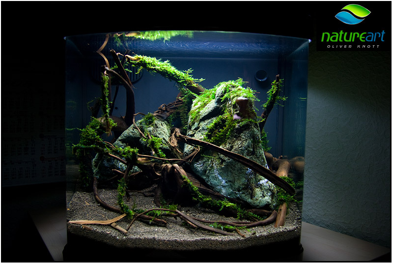 ada水草1.5米缸造景教程,oliverknott是什么