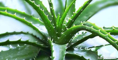 都不知道的芦荟妙用,芦荟的用途和好处快来看一看