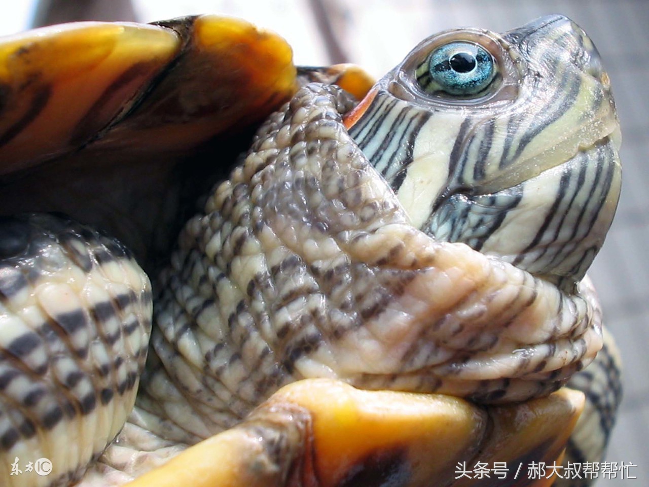 乌龟白眼病怎么治疗最好的方法,怎么治乌龟白眼病最简单方法