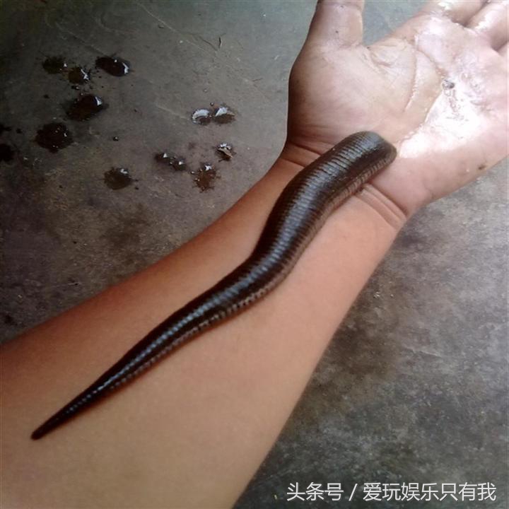 怎么预防干蚂蟥上身,野游被蚂蟥上身