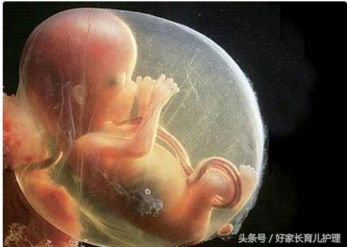 胎停育的征兆,胎停育或流产前兆