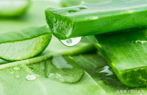 都不知道的芦荟妙用,芦荟的用途和好处快来看一看