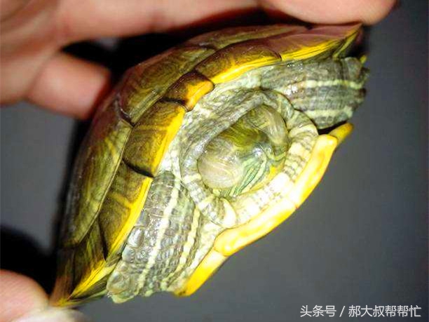 乌龟白眼病怎么治疗最好的方法,怎么治乌龟白眼病最简单方法