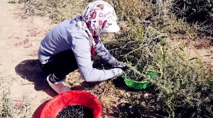 对于黑枸杞你真的了解吗,关于黑枸杞的8大误区