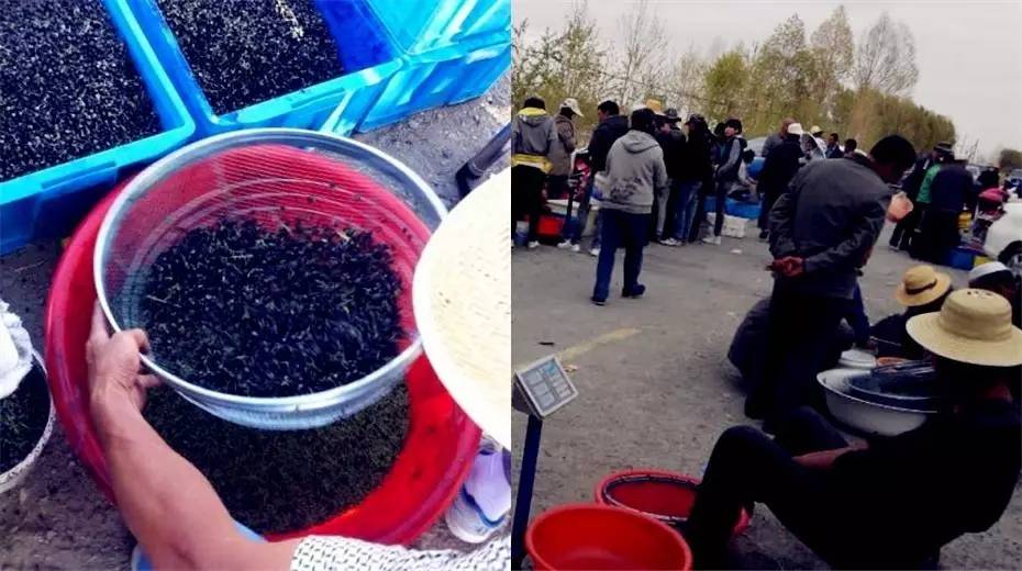 对于黑枸杞你真的了解吗,关于黑枸杞的8大误区