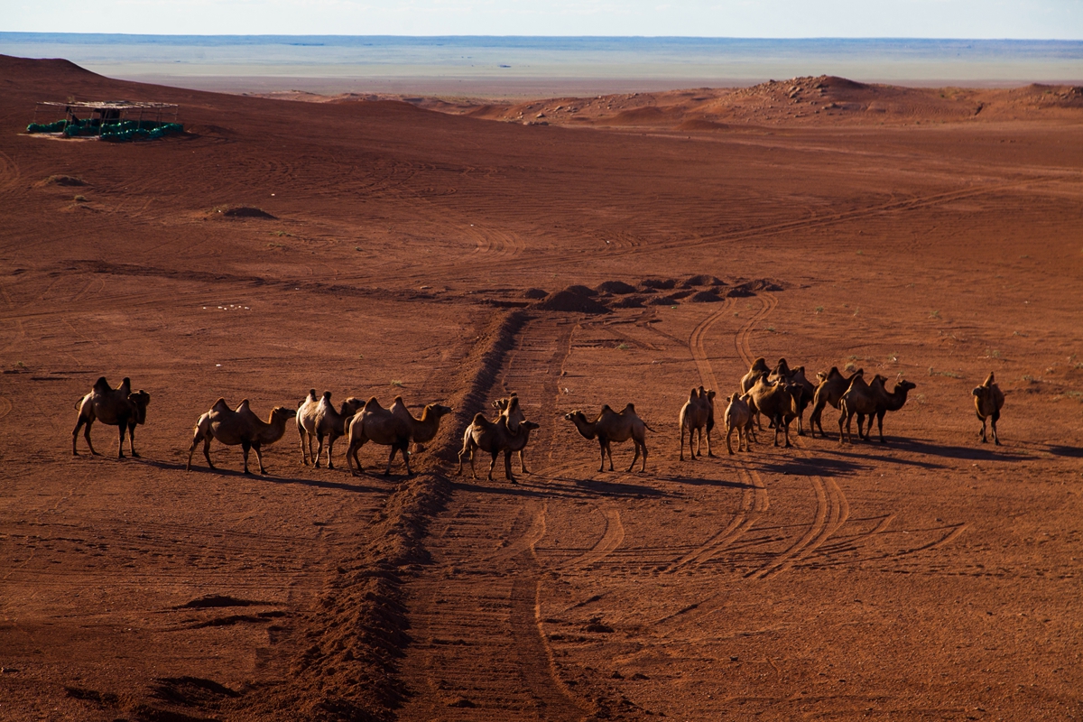 去内蒙古必须要知道什么知识,为什么那么多人去内蒙