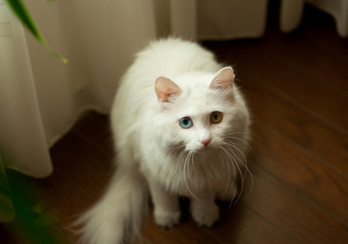 猫咪身上一块一块的掉毛是啥原因,猫咪打完疫苗脖子后面掉毛咋回事