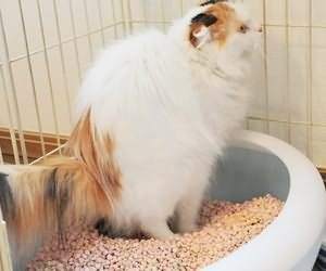 早早出家门踩到猫屎是什么前兆,在家踩到猫屎是好兆头么