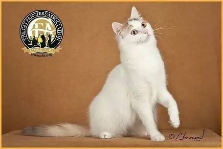 土耳其梵猫图片大全,土耳其梵猫蓝眼睛