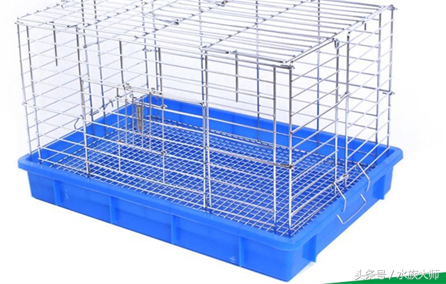 养一只荷兰猪一个月费用多少,养一只荷兰猪要投资多少钱