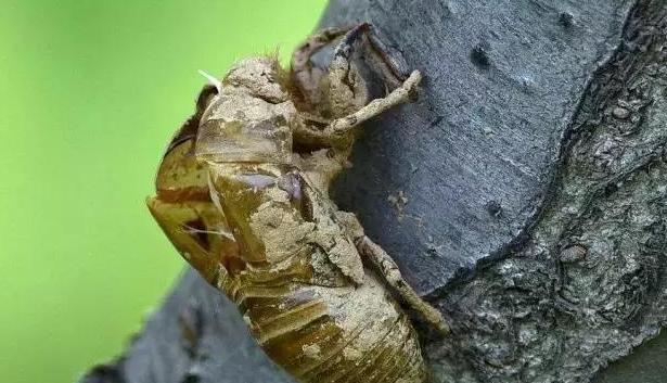 “特殊药物”治疗过敏性紫癜，功效显著