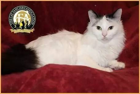 土耳其梵猫图片大全,土耳其梵猫蓝眼睛