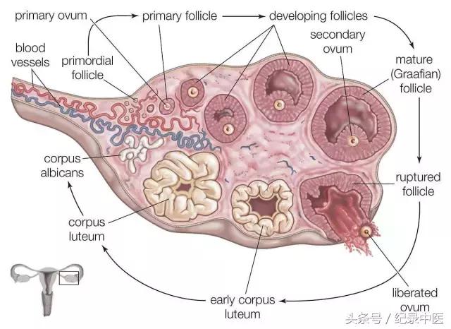 中医在国外开店,美国中医金鸣