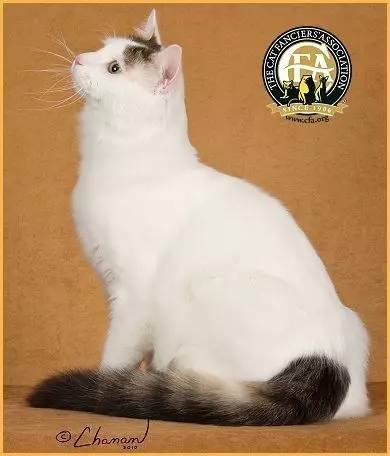 土耳其梵猫图片大全,土耳其梵猫蓝眼睛