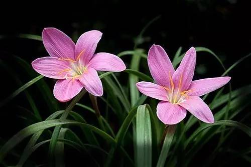 9月至12月什么花好看,9月适宜养的花