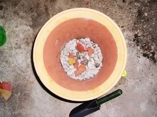 9月至12月什么花好看,9月适宜养的花