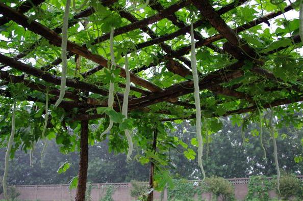 人们常吃的蔬菜,常吃却不知道长什么样子的蔬菜