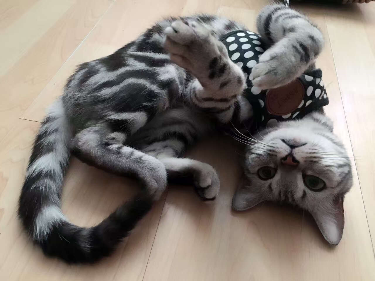 铲屎官你们都怎么养喵？你以为最好养几只喵？